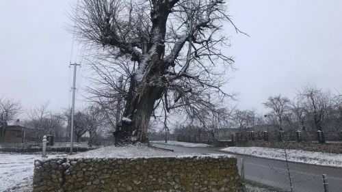 
Історична «Липа Богдана Хмельницького» на Збаражчині – в аварійному стані (ВІДЕО)