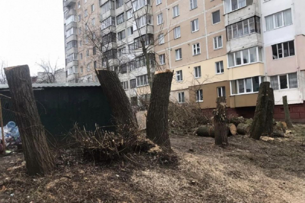 На бульварі Вишневецького обрізали дерева без дозвільних документів — реакція міськради