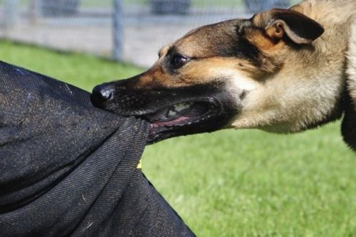 
Скажені тварини нападають на Тернопільщині: кусають лисиці, коти і собаки