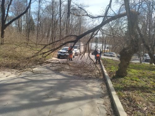 
У Тернополі поламане дерево перекрило дорогу та пошкодило електромережі (фото)