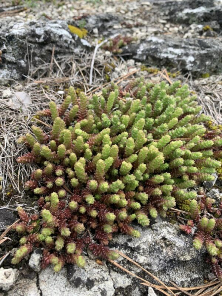 Нацпарк на Тернопільщині вражає різноманіттям рідкісних та зникаючих видів рослин. Фоторепортаж Нацпарк на Тернопільщині вражає різноманіттям рідкісних та зникаючих видів рослин. Фоторепортаж