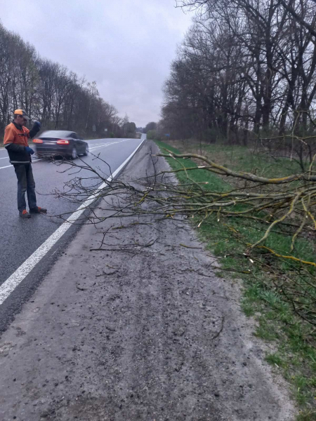 
За добу вітер повалив на державні дороги Тернопільщини 30 дерев (фото)