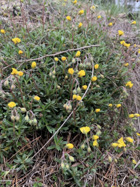 Нацпарк на Тернопільщині вражає різноманіттям рідкісних та зникаючих видів рослин. Фоторепортаж Нацпарк на Тернопільщині вражає різноманіттям рідкісних та зникаючих видів рослин. Фоторепортаж