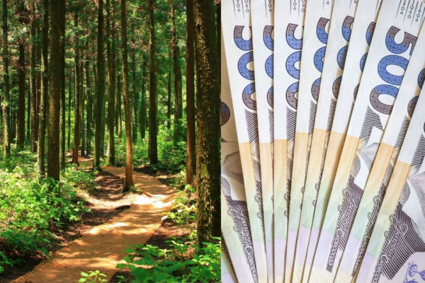 Помічник лісничого з Тернопільщини привласнив з каси 80 тисяч. Що йому загрожує