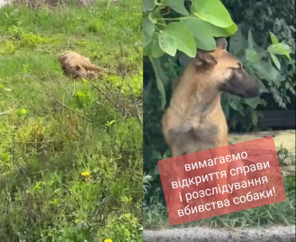 У Тернополі зоозахисники б’ють на сполох через імовірне отруєння безпритульної собаки