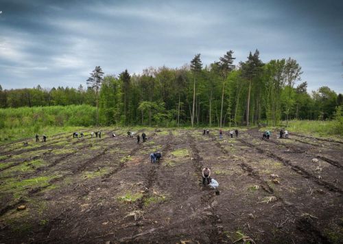 
Рятувальники висадили на Тернопільщині гектар нового лісу (фото)