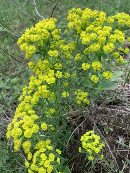 Нацпарк на Тернопільщині вражає різноманіттям рідкісних та зникаючих видів рослин. Фоторепортаж Нацпарк на Тернопільщині вражає різноманіттям рідкісних та зникаючих видів рослин. Фоторепортаж