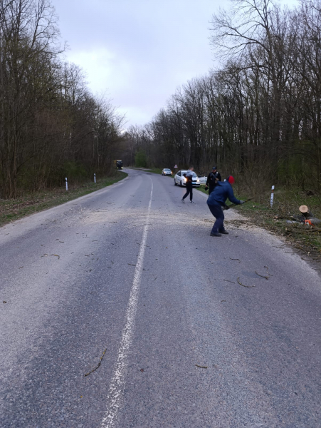 
За добу вітер повалив на державні дороги Тернопільщини 30 дерев (фото)