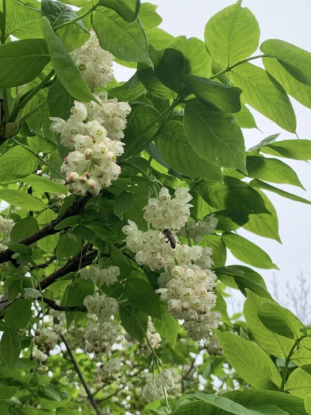 Нацпарк на Тернопільщині вражає різноманіттям рідкісних та зникаючих видів рослин. Фоторепортаж Нацпарк на Тернопільщині вражає різноманіттям рідкісних та зникаючих видів рослин. Фоторепортаж