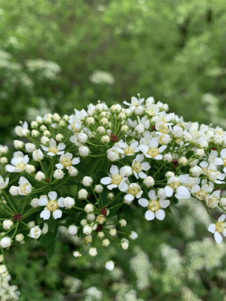 Нацпарк на Тернопільщині вражає різноманіттям рідкісних та зникаючих видів рослин. Фоторепортаж Нацпарк на Тернопільщині вражає різноманіттям рідкісних та зникаючих видів рослин. Фоторепортаж