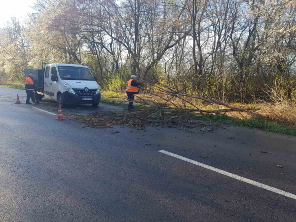 
За добу вітер повалив на державні дороги Тернопільщини 30 дерев (фото)