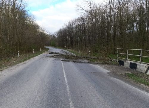 
За добу вітер повалив на державні дороги Тернопільщини 30 дерев (фото)