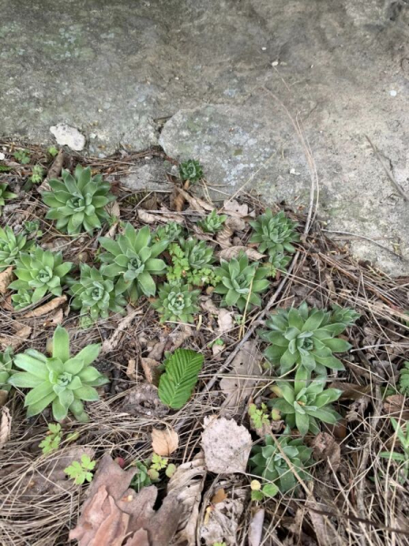 Нацпарк на Тернопільщині вражає різноманіттям рідкісних та зникаючих видів рослин. Фоторепортаж Нацпарк на Тернопільщині вражає різноманіттям рідкісних та зникаючих видів рослин. Фоторепортаж