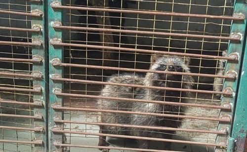 
Катують тварин голодом: скандал у парку на Тернопільщині (ФОТО)