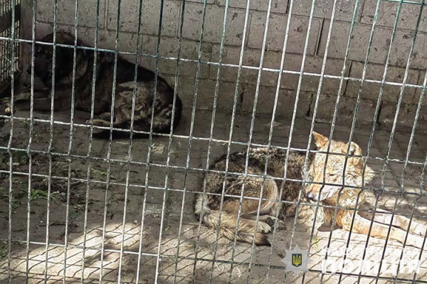 
Катують тварин голодом: скандал у парку на Тернопільщині (ФОТО)