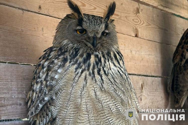 
Катують тварин голодом: скандал у парку на Тернопільщині (ФОТО)