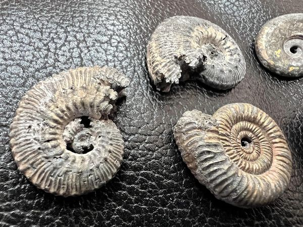 
З України намагалися вивезти молюсків юрського періоду, яким 149 мільйонів років (фото)