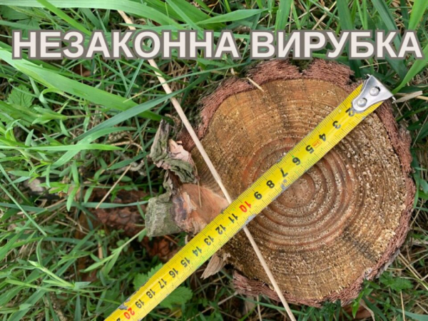 Громада на Кременеччині має відшкодувати збитки за незаконну рубку дерев на понад 350 000 гривень