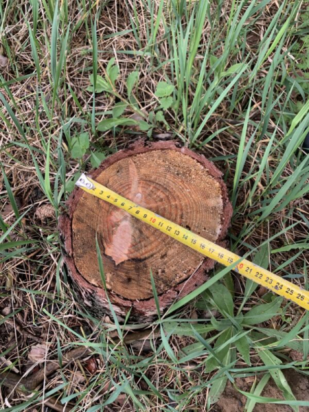 Громада на Кременеччині має відшкодувати збитки за незаконну рубку дерев на понад 350 000 гривень