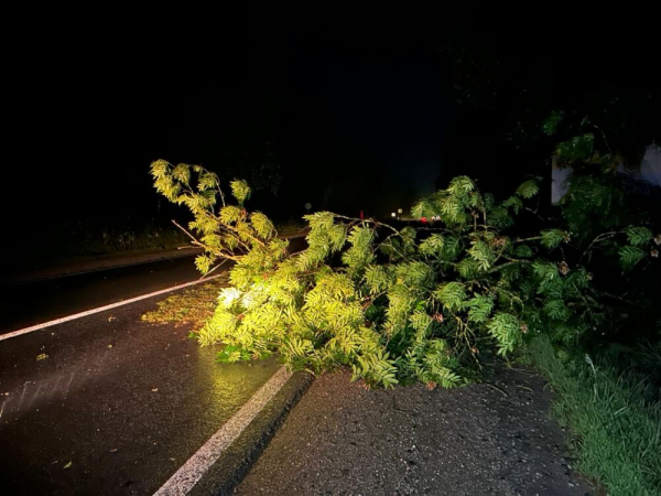 Біля Тернополя на дорогу впало дерево і перекрило рух. Фото
