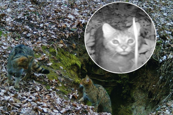 Лісових котів на Тернопільщині більшає: фотопастка зафіксувала червонокнижне грайливе кошеня (ВІДЕО)