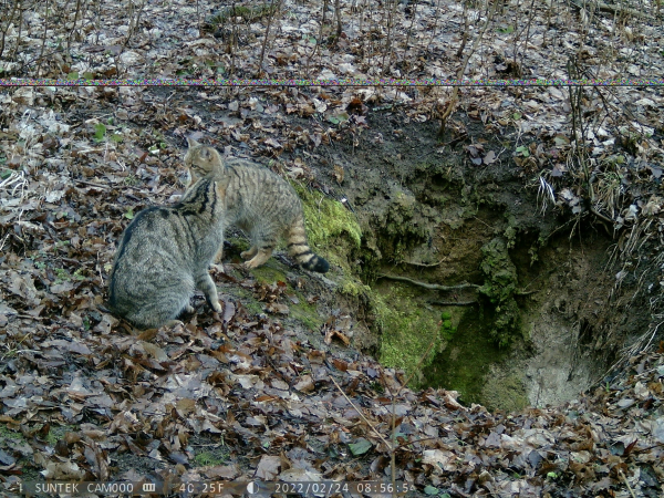 Лісових котів на Тернопільщині більшає: фотопастка зафіксувала червонокнижне грайливе кошеня (ВІДЕО)