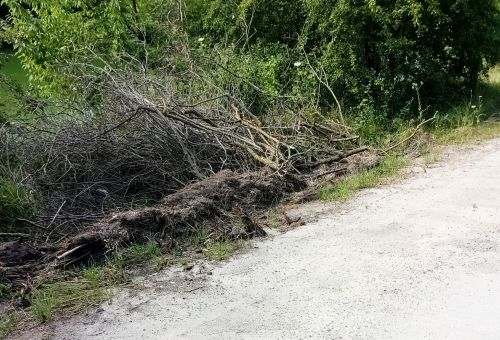 
У Гусятині ще з минулого року на узбіччях доріг купами лежать зрізані кущі (фото)