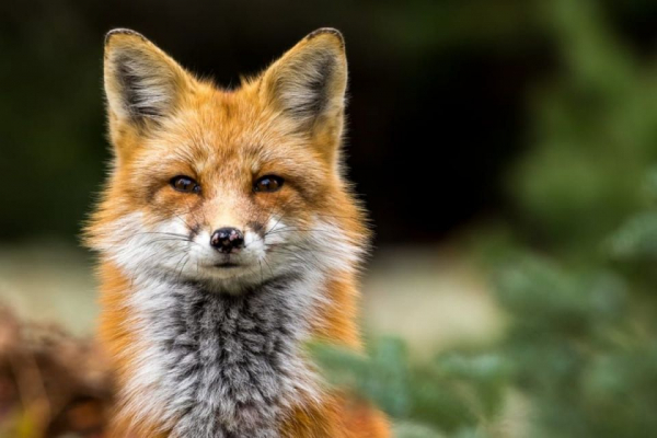 У Підгаєцькій громаді через загрозу сказу відстрілюватимуть лисиць