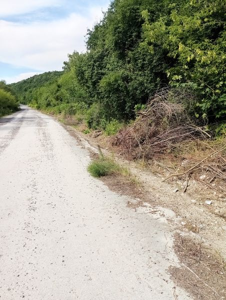 
У Гусятині ще з минулого року на узбіччях доріг купами лежать зрізані кущі (фото)