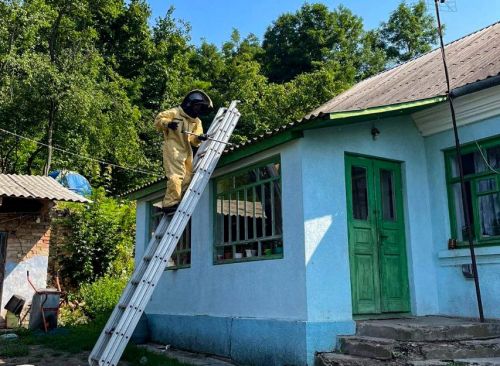
Гнізда шершнів та різних небезпечних комах ліквідовують рятувальники у будинках жителів Тернопільщини