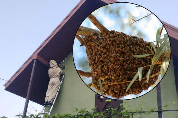Шершні, оси та бджоли поселились на людських будинках на Тернопільщині