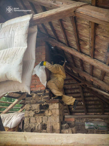 Нашестя небезпечних комах на Тернопільщині: за добу 9 разів викликали рятувальників