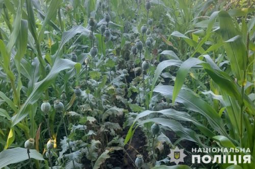 
На Тернопільщині жінка серед кукурудзи вирощувала мак: їй загрожує від 3 до 7 років ув'язнення