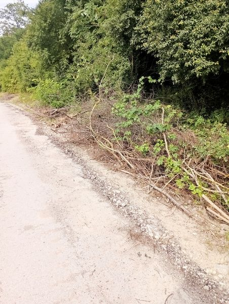 
У Гусятині ще з минулого року на узбіччях доріг купами лежать зрізані кущі (фото)