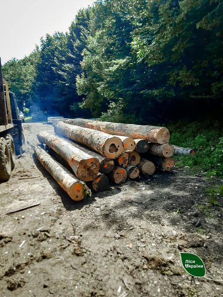 
Тернопільських лісників закликають скаржитися на незаконні дії своїх керівників за телефоном довіри