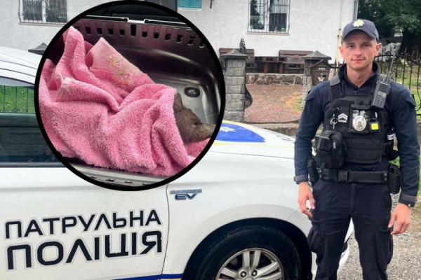 Тернопільські патрульні врятували травмоване кошеня, яке лежало посеред дороги