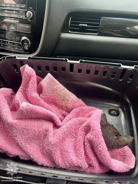 Тернопільські патрульні врятували травмоване кошеня, яке лежало посеред дороги