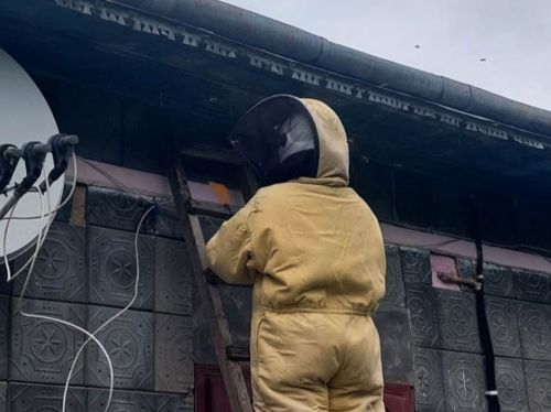 
Рятувальники вилучають гнізда небезпечних комах на Тернопільщині