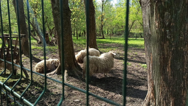 Частину тварин із зоокутка у парку «Сопільче» продадуть через аукціон