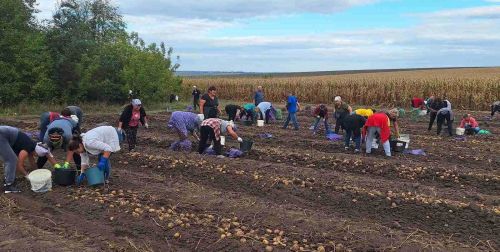 
У Підгайцях чиновники посадили та зібрали картоплю для шкіл, лікарень та садочків (фото)