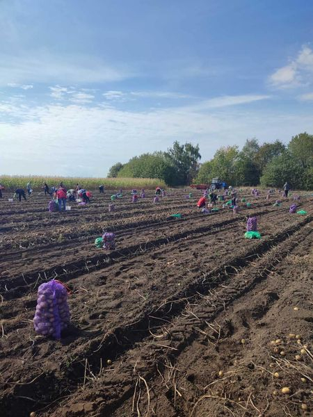 
У Підгайцях чиновники посадили та зібрали картоплю для шкіл, лікарень та садочків (фото)