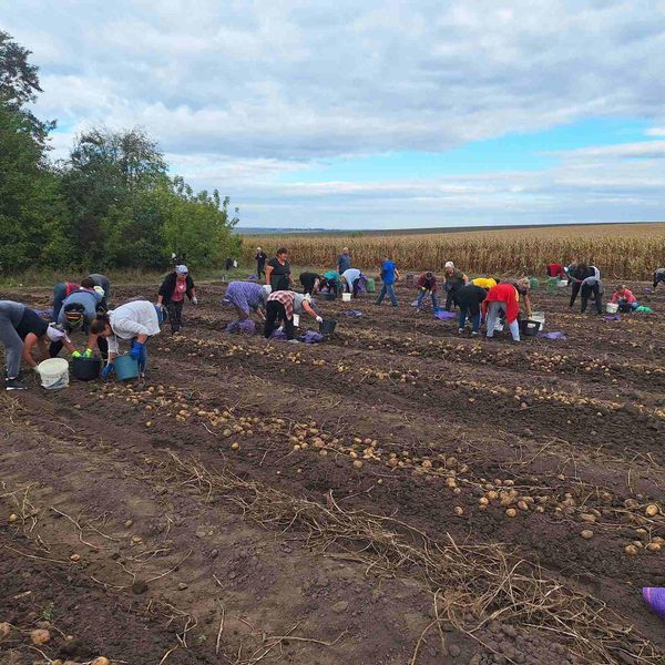 
У Підгайцях чиновники посадили та зібрали картоплю для шкіл, лікарень та садочків (фото)