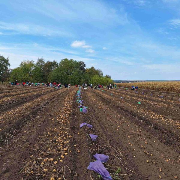 
У Підгайцях чиновники посадили та зібрали картоплю для шкіл, лікарень та садочків (фото)