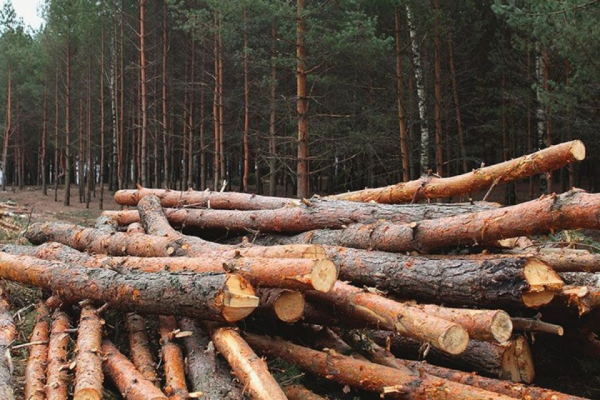 У семи громадах області нарубали дерев на понад три мільйони