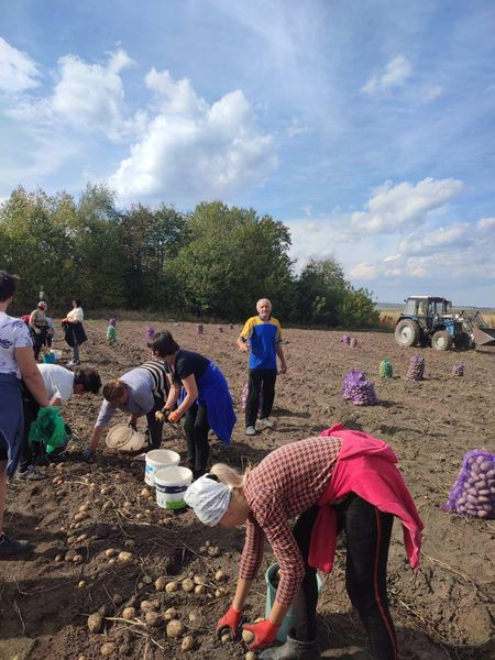 
У Підгайцях чиновники посадили та зібрали картоплю для шкіл, лікарень та садочків (фото)