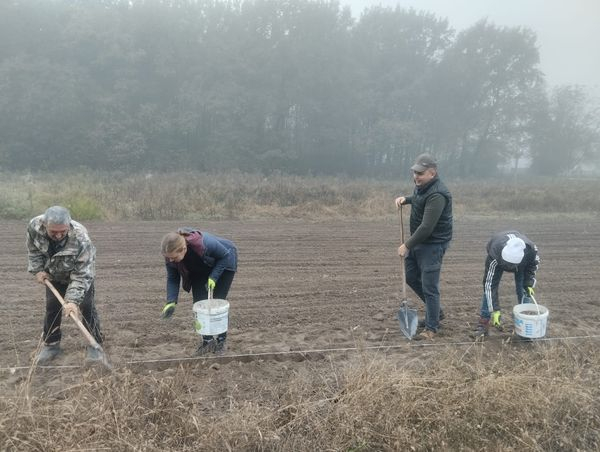 
На Тернопіллі заклали лісовий розсадник, де висіяно близько 600 кг жолудя дуба (фото)