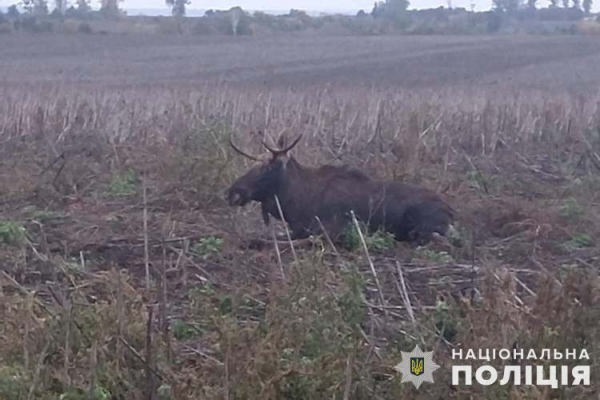 У Ланівцях збили лося – тварина сильно травмована. Фотофакт