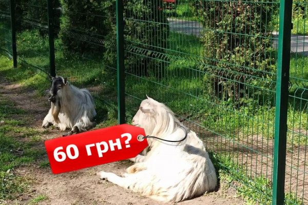 Тварини із Зоокутка на продаж: чому стартові ціни на деяких звірів менші за ринкові