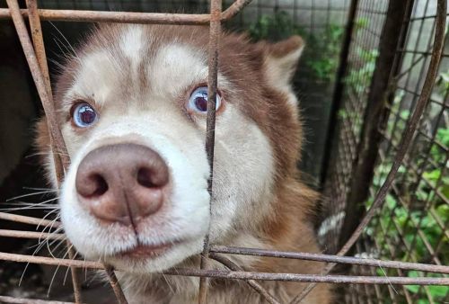 
На Тернопіллі волонтери забрали хаскі, яка була без вигулу три роки і шукають собаці нових господарів (фото)