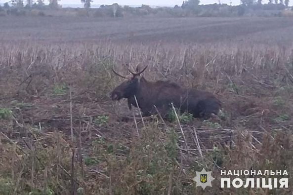 
На Тернопільщині водій автомобіля "Вольво" збив лося (фото)